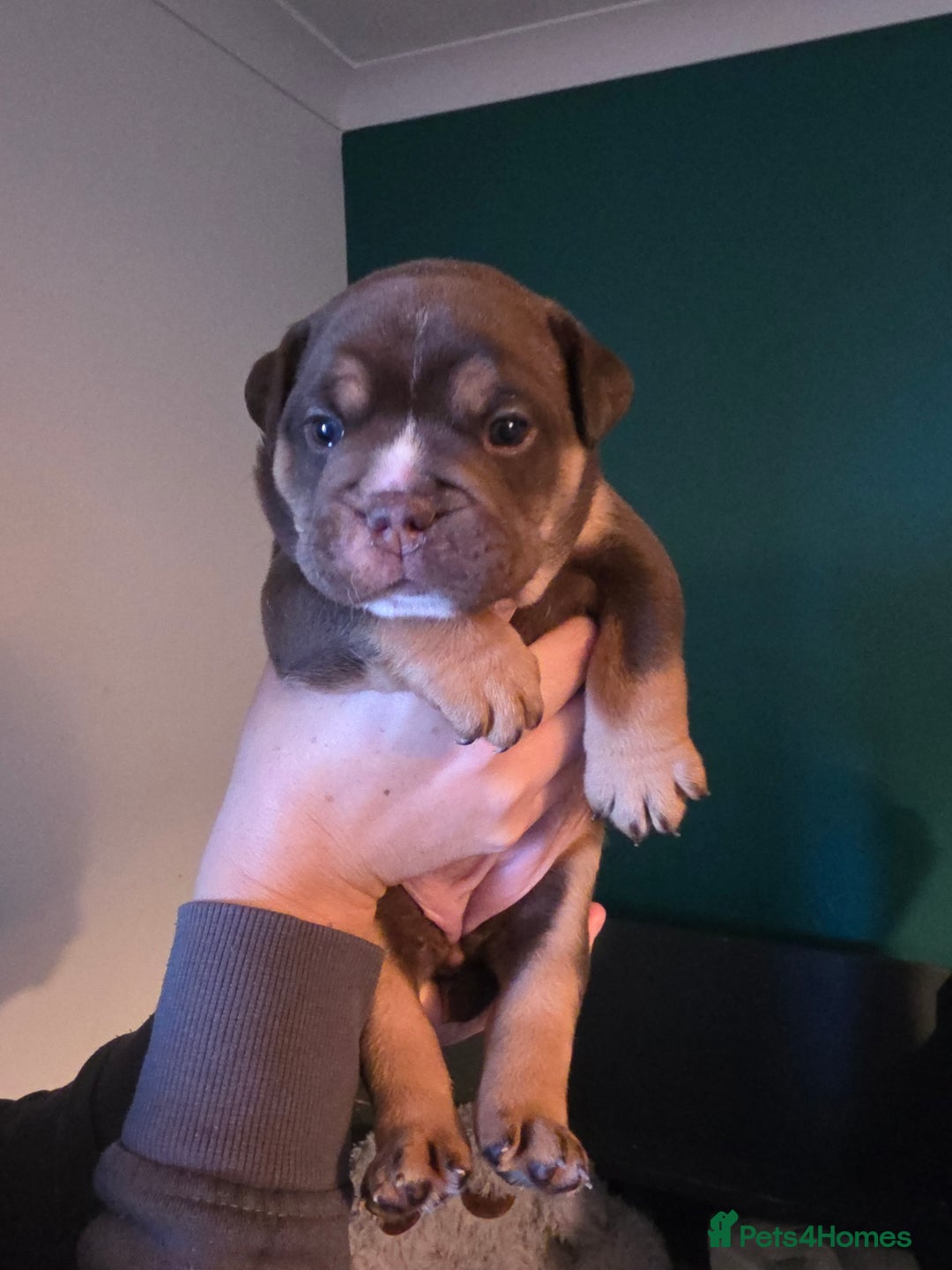 Olde English Bulldogge dogs for sale: Beautiful olde english Bulldogge pups  - Advert 15