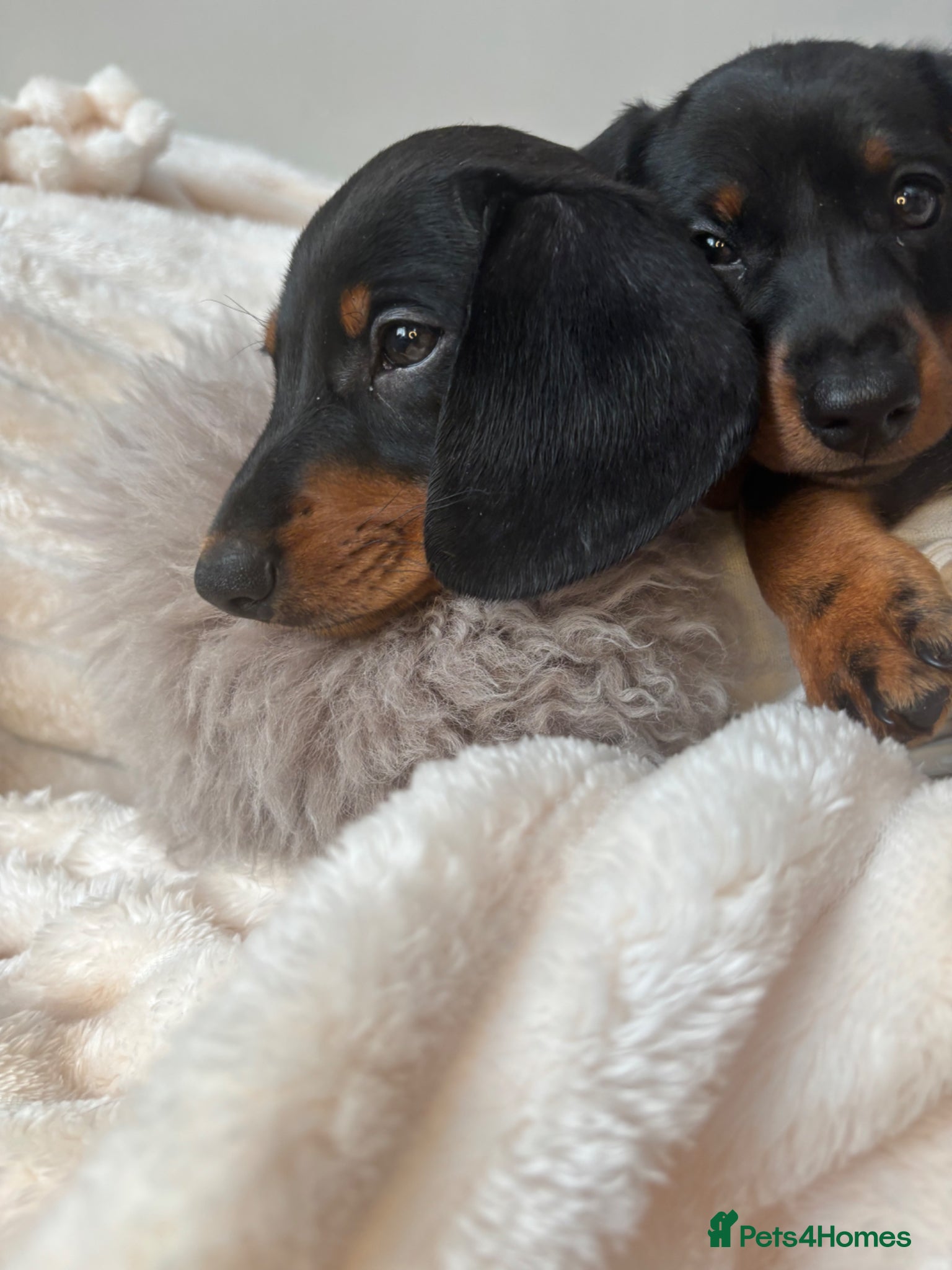 Miniature Dachshund dogs READY TO LEAVE KC mini dachshunds    - Advert 11