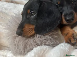 Miniature Dachshund dogs READY TO LEAVE KC mini dachshunds - Advert 11