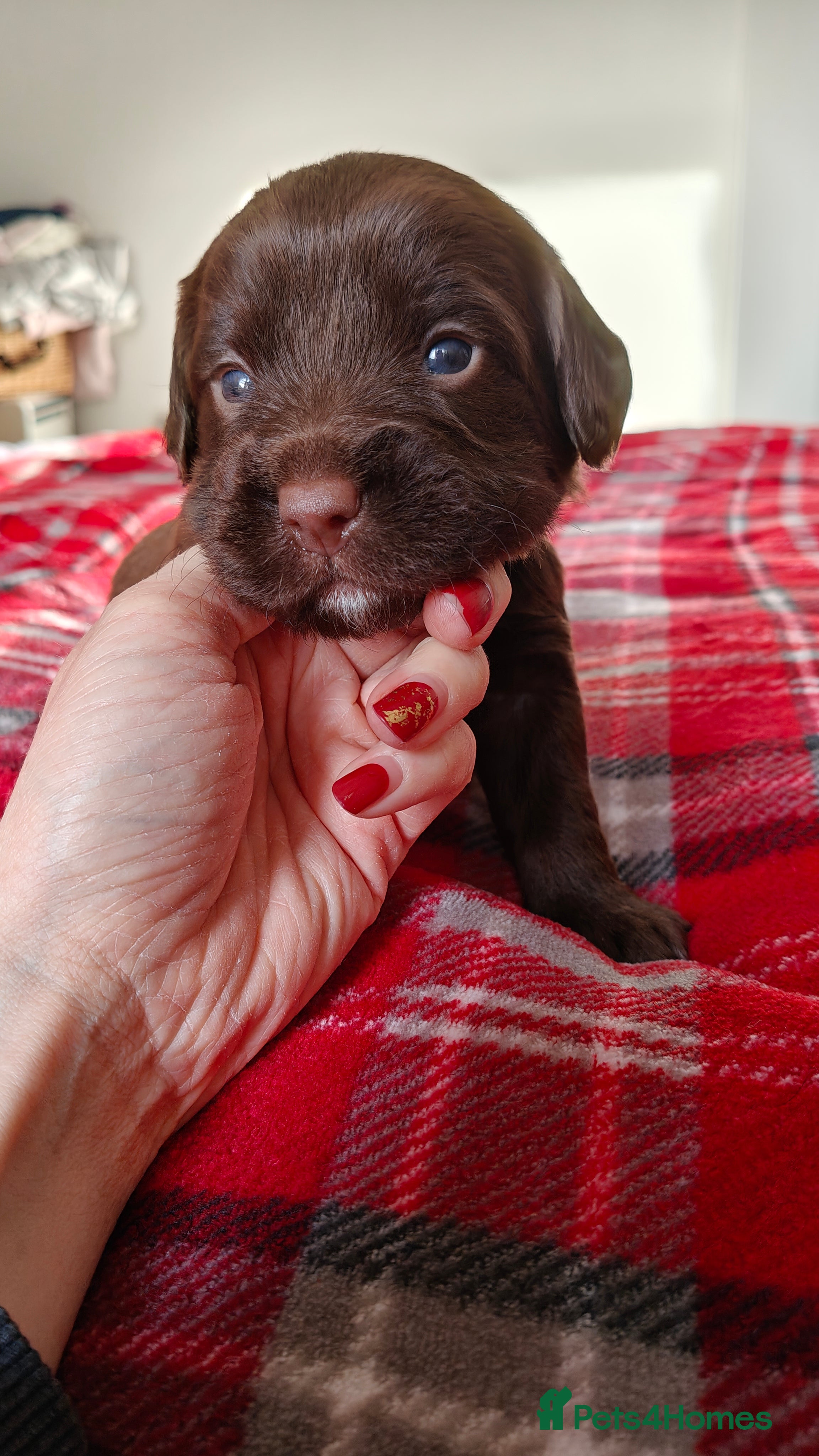 Mixed Breed dogs ✨Genetics Clear Australian Labradoodles✨ - Advert 4