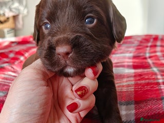 Mixed Breed dogs ✨Genetics Clear Australian Labradoodles✨ - Advert 2
