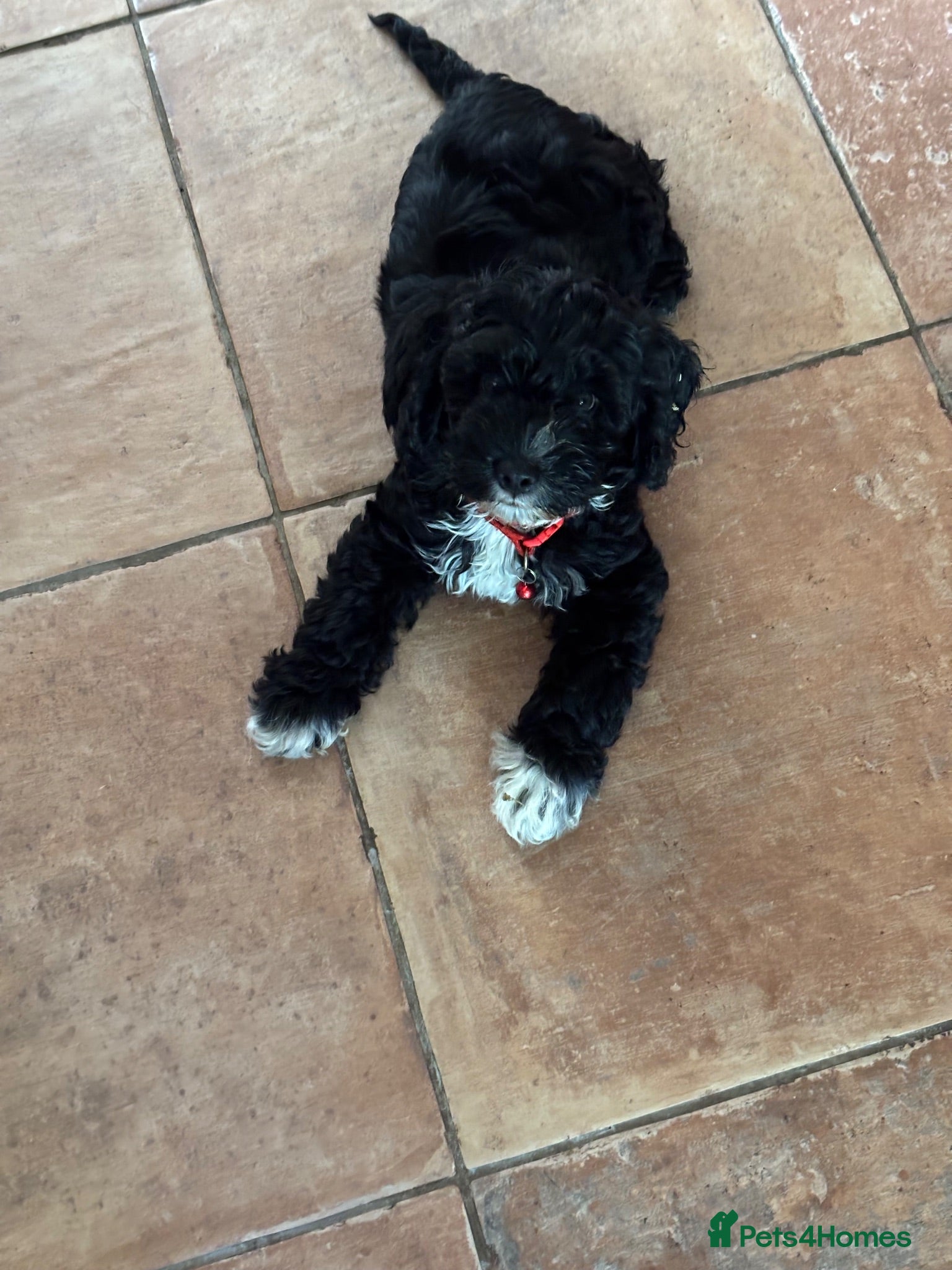Cockapoo dogs 1 girl cockapoo left ready  - Advert 15