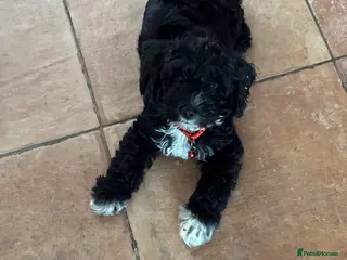 Cockapoo dogs 1 girl cockapoo left ready - Advert 6