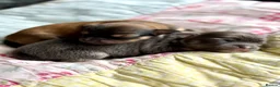 Chorkie dogs for sale: Miniature Chorkie Boys - Advert 17