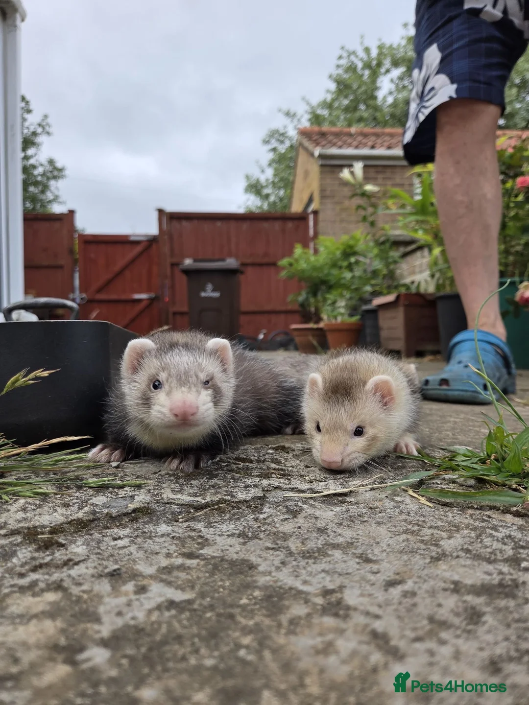 Ferret rodents for sale: Ferret for sale in Dereham - Advert 2