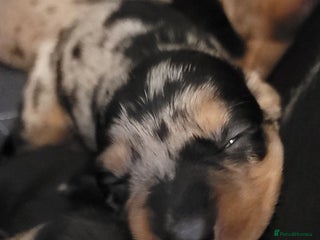 Dachshund dogs Miniature Dachshunds Dapple/B&T - Advert 15