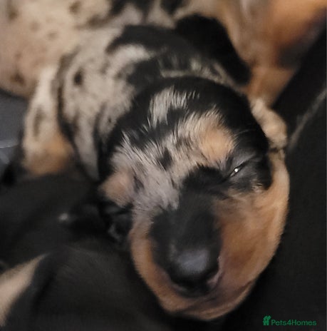 Dachshund dogs - Advert 1