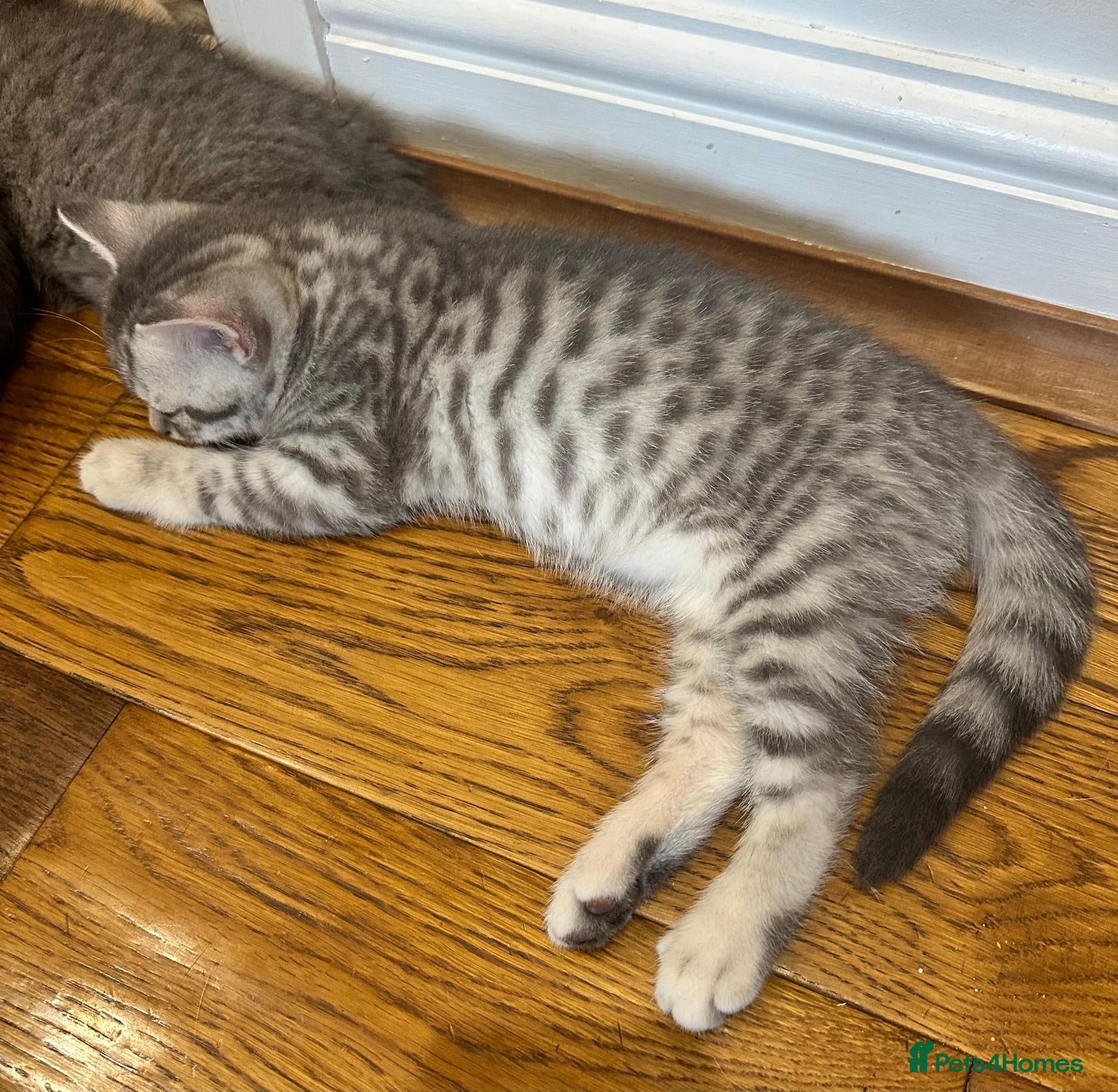 British Shorthair cats Champion blood line BSH kittens for sale - Advert 2