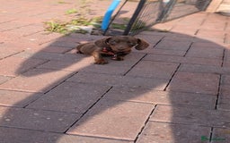 Dachshund dogs for sale: Dachshund puppies - Image 9