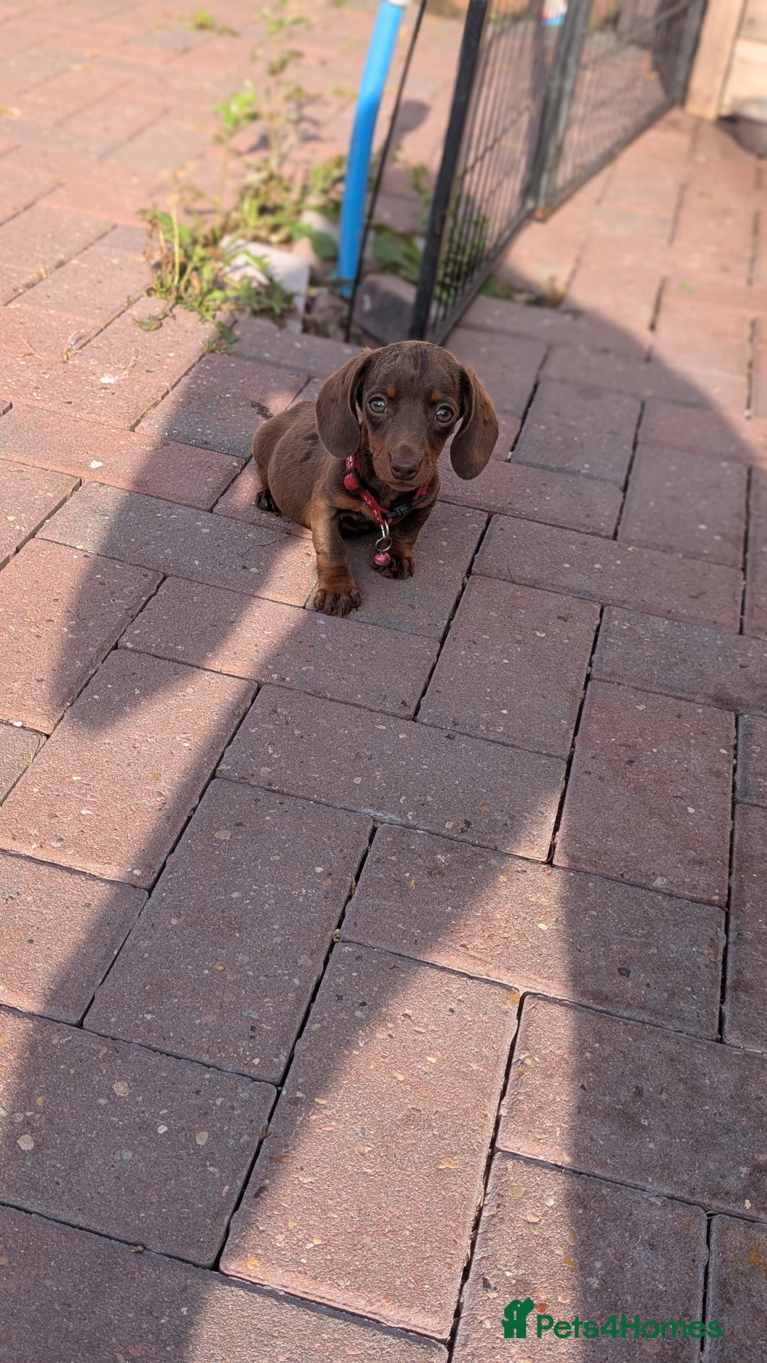 Dachshund dogs for sale: Dachshund puppies - Image 9