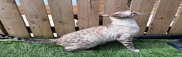Bengal cats for sale: SNOW BENGAL FEMALE LOOKING FOR HER NEW HOME  in Glasgow - Advert 2