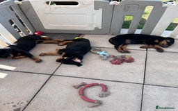 Rottweiler dogs for sale: Beautiful KC registered Rottweiler puppies  - Image 33