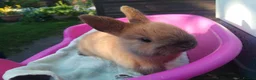 Netherland Dwarf rabbits for sale: Pretty Female and Male Netherland Dwarf Babies - Advert 9