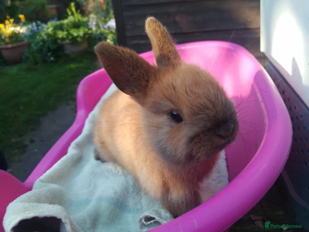 Netherland Dwarf rabbits for sale: Pretty Female and Male Netherland Dwarf Babies - Advert 9