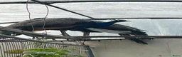 Peafowl poultry for sale: Two male peacocks available - Advert 7