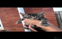 Mixed Breed cats for sale: Maine coon mixed kittens - Image 4