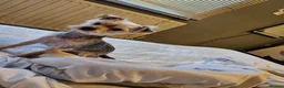 Yorkshire Terrier dogs for sale: Rocky and roxy - Advert 12