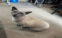 Siamese cats for sale: Female Siamese for rehome - Image 3