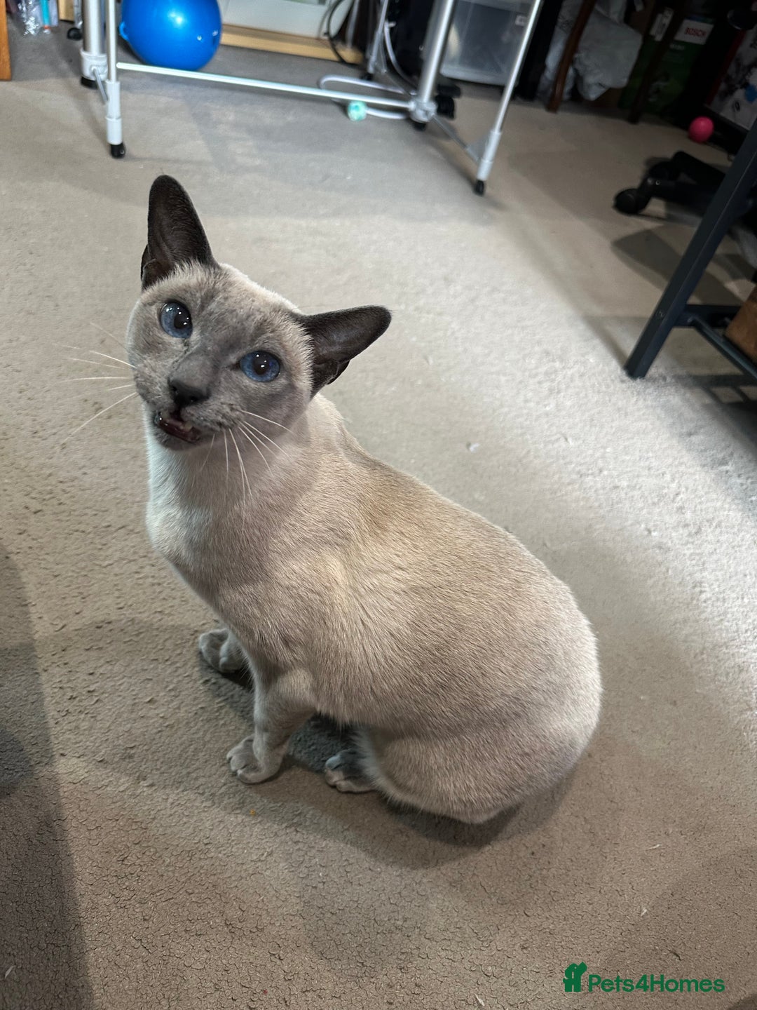 Siamese cats for sale: Female Siamese for rehome - Image 3
