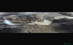 Bengal cats for sale: KITTENS READY TO GO!!!💓🐈🏡 - Image 12