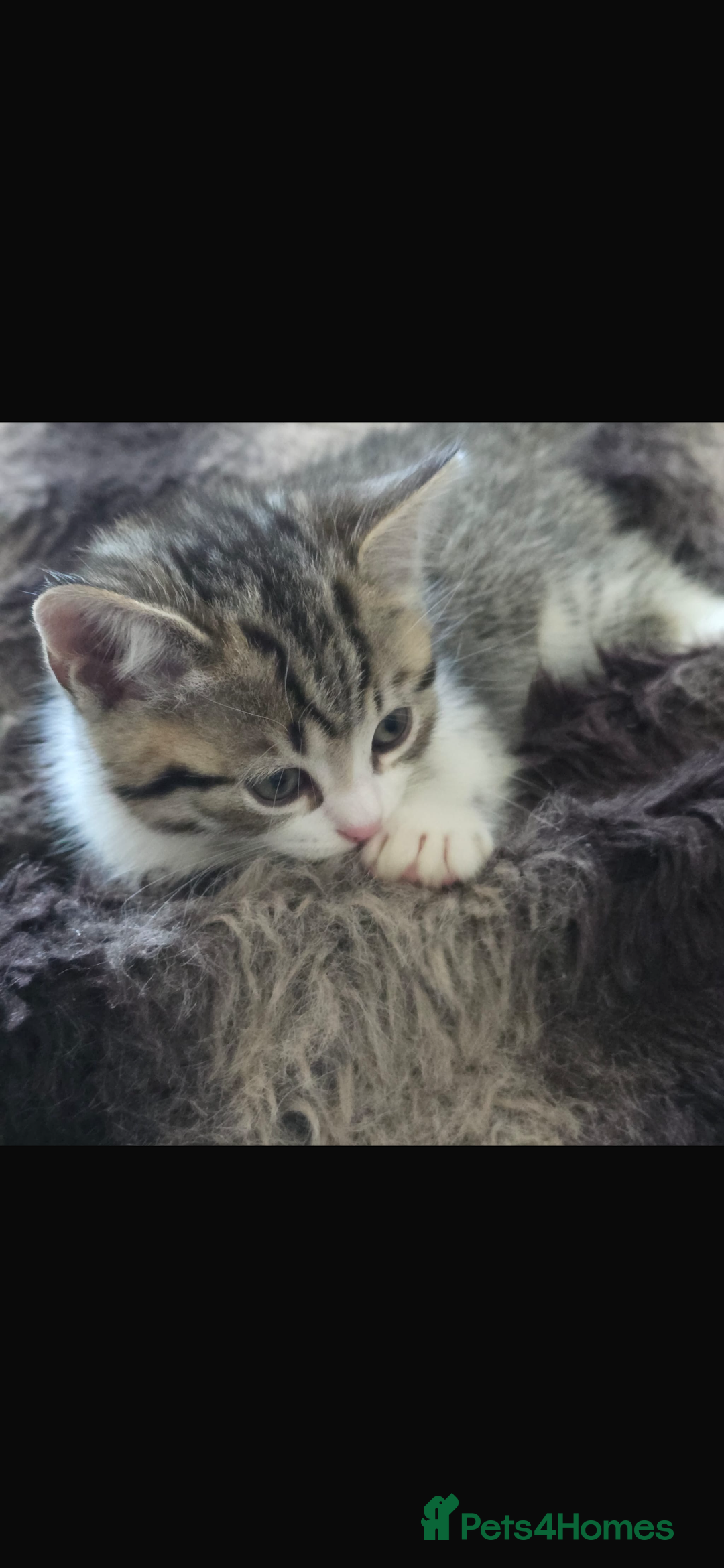 Bengal cats for sale: KITTENS READY TO GO!!!💓🐈🏡 - Image 12