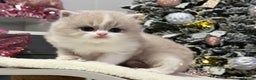 British Shorthair cats for sale: Gorgeous Quality British Kittens - Advert 10