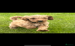 Cockapoo dogs for sale: Cockerpoo  in Carmarthen - Image 7