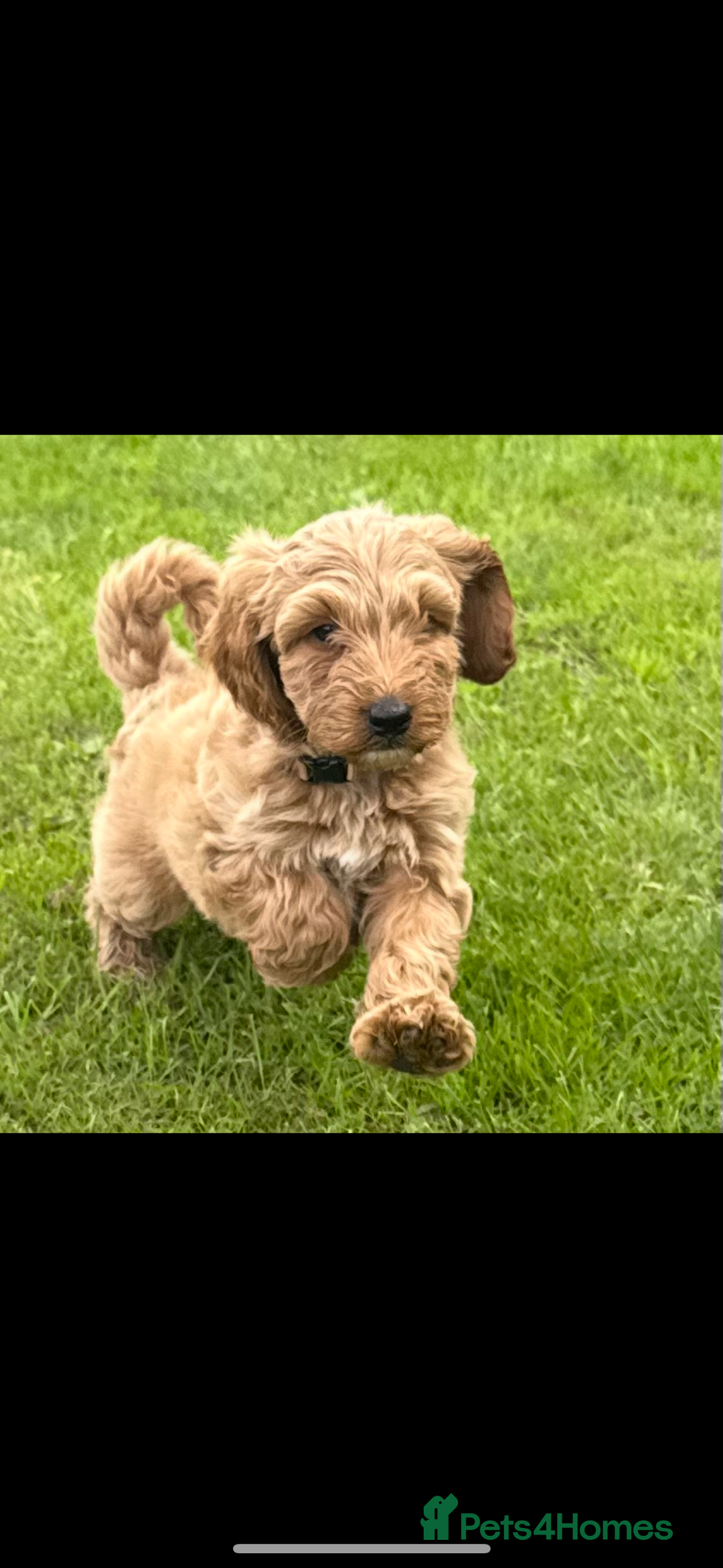 Cockapoo dogs for sale: Cockerpoo  in Carmarthen - Image 7