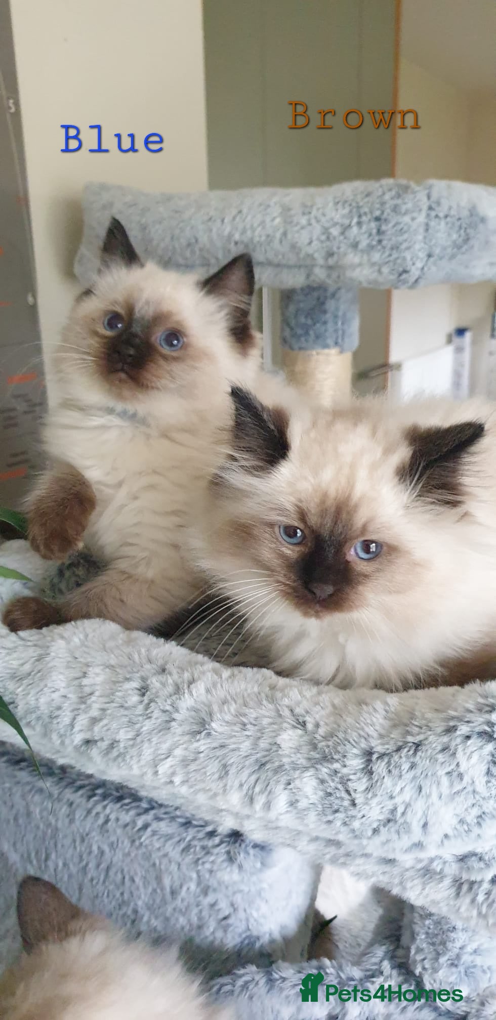 Ragdoll cats Stunning GCCF Registered Ragdoll Kittens. - Advert 2
