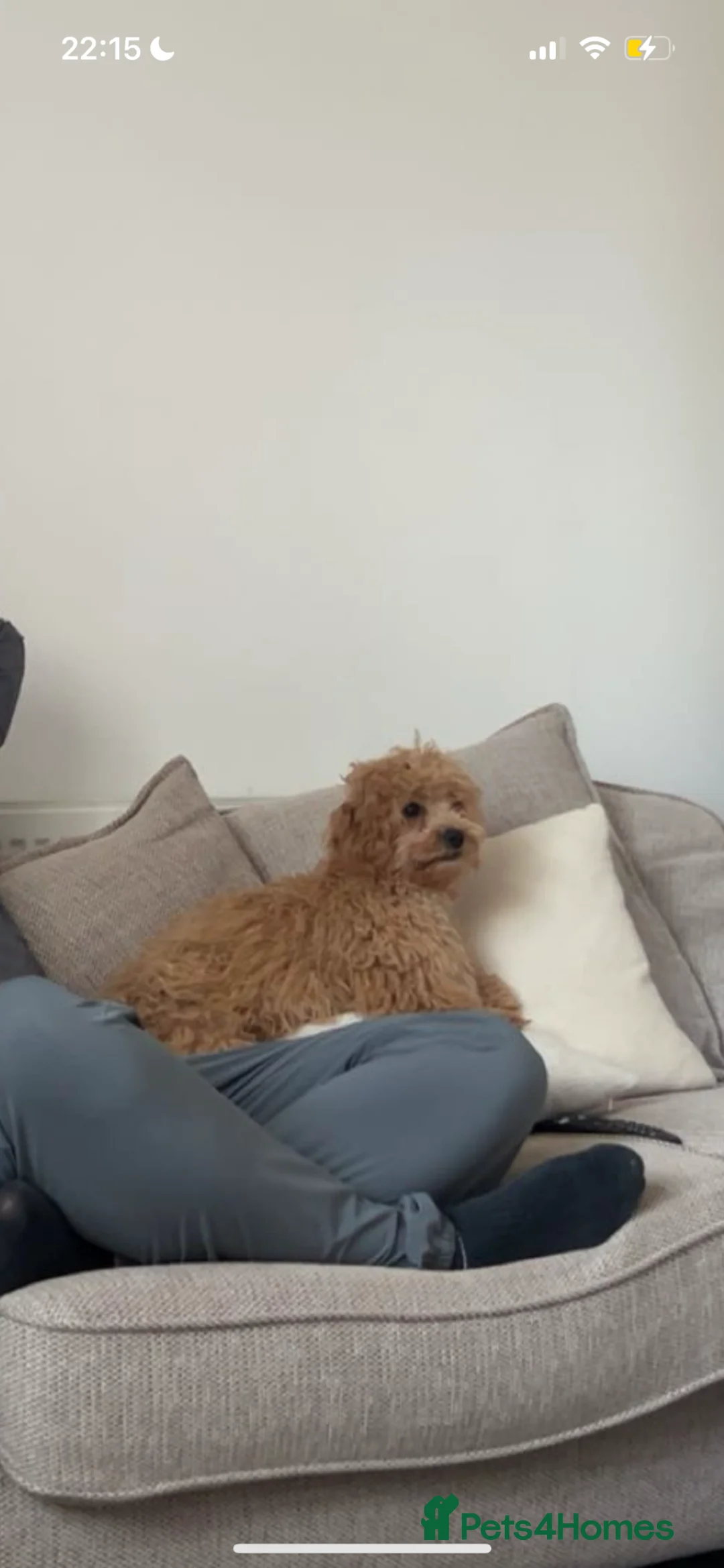 Cavapoo dogs for sale: Billy the cavapoo - Advert 2