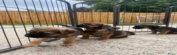 Border Terrier dogs for sale: ⭐️ KC BORDER TERRIERS, READY TO LEAVE NOW - Advert 24