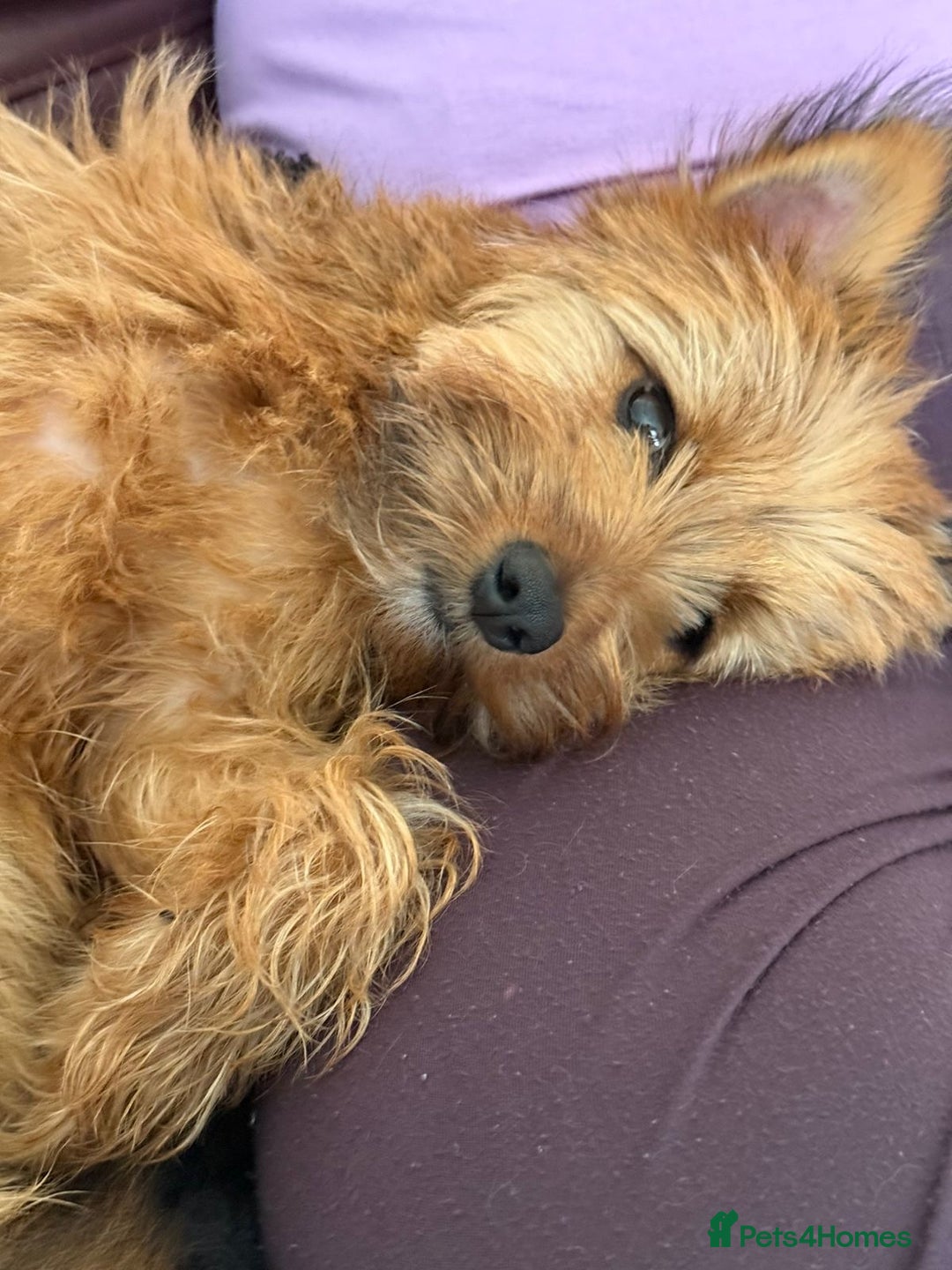 Yorkshire Terrier dogs for sale: Yorkiepoo - Advert 2