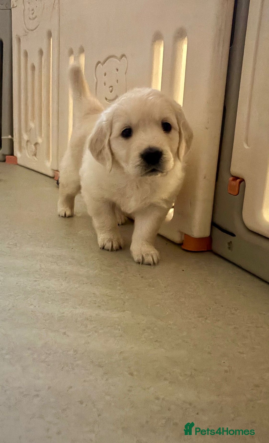 Golden Retriever dogs for sale: Golden Retrievers, Stunning Litter , Certificates  - Advert 6