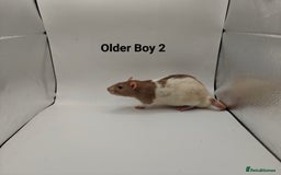 Rat rodents for sale: October Litters: 32 Rats For Sale - Image 2