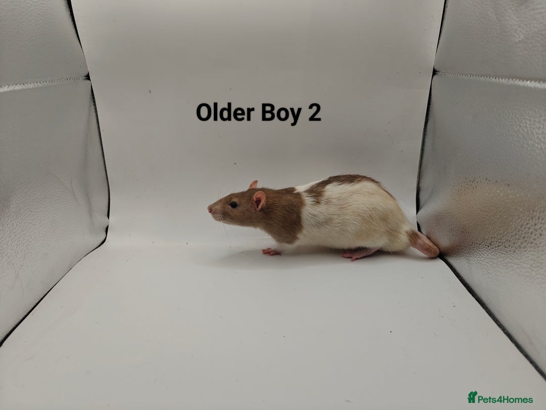 Rat rodents for sale: October Litters: 32 Rats For Sale - Image 2