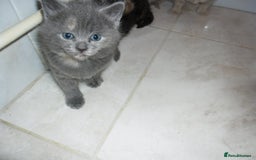 Mixed Breed cats for sale: 8 BEUTIFUL KITTENS FOR SALE - Image 5