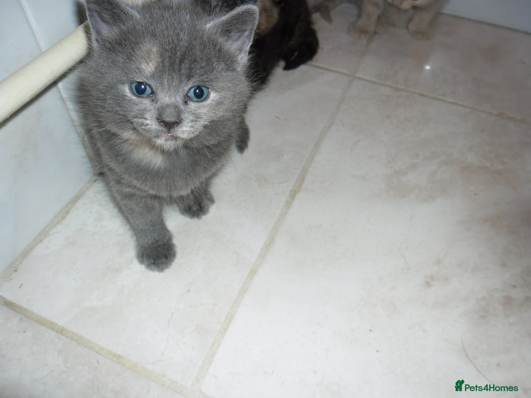Mixed Breed cats for sale: 8 BEUTIFUL KITTENS FOR SALE - Image 5