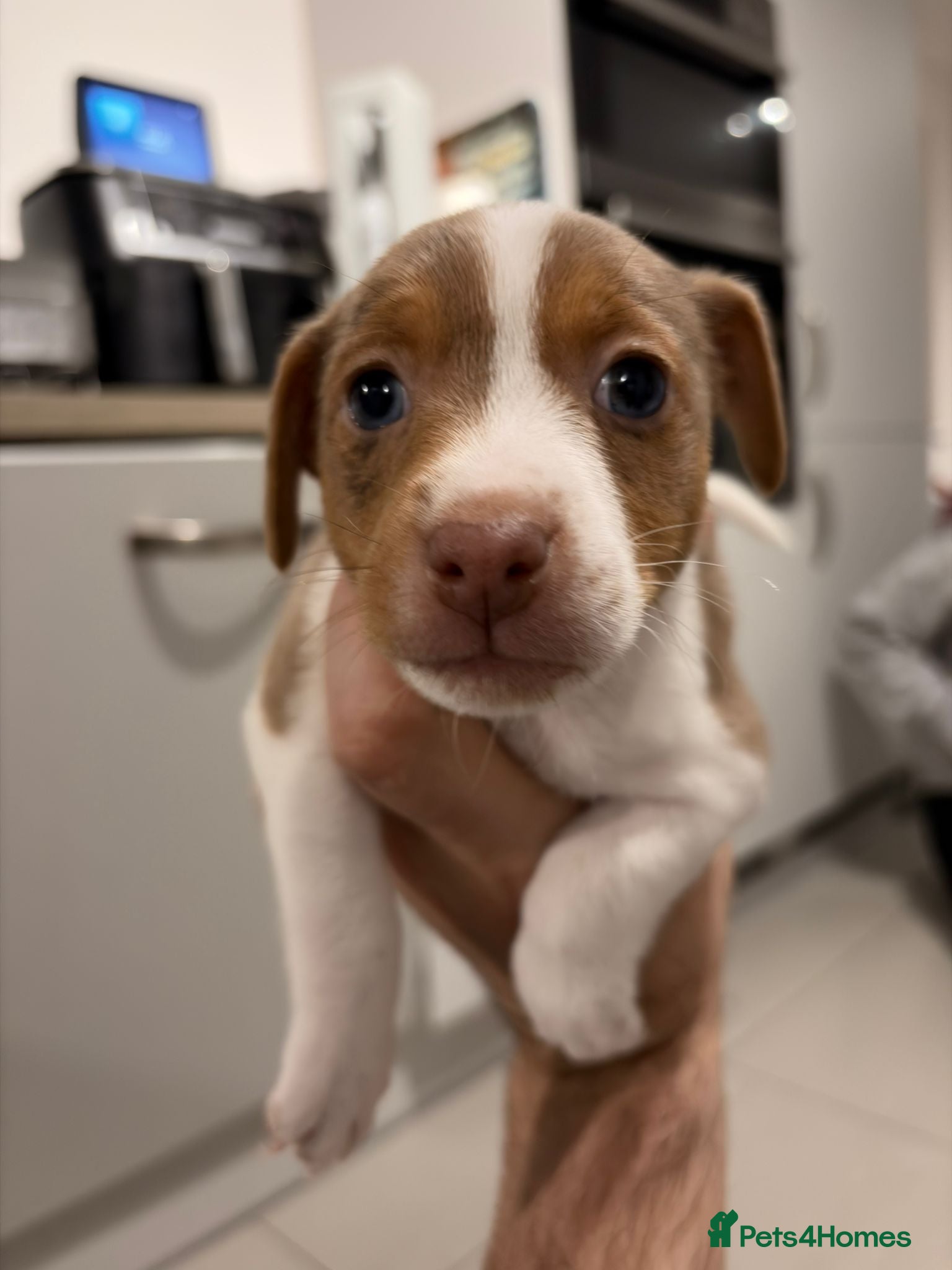 Jack Russell dogs Beautiful Jack Russell Puppy – Last One Left  - Advert 6