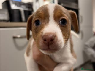 Jack Russell dogs Beautiful Jack Russell Puppy – Last One Left - Advert 6