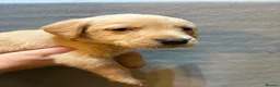 Labrador Retriever dogs for sale: Gorgeous Labrador Puppies - Advert 5