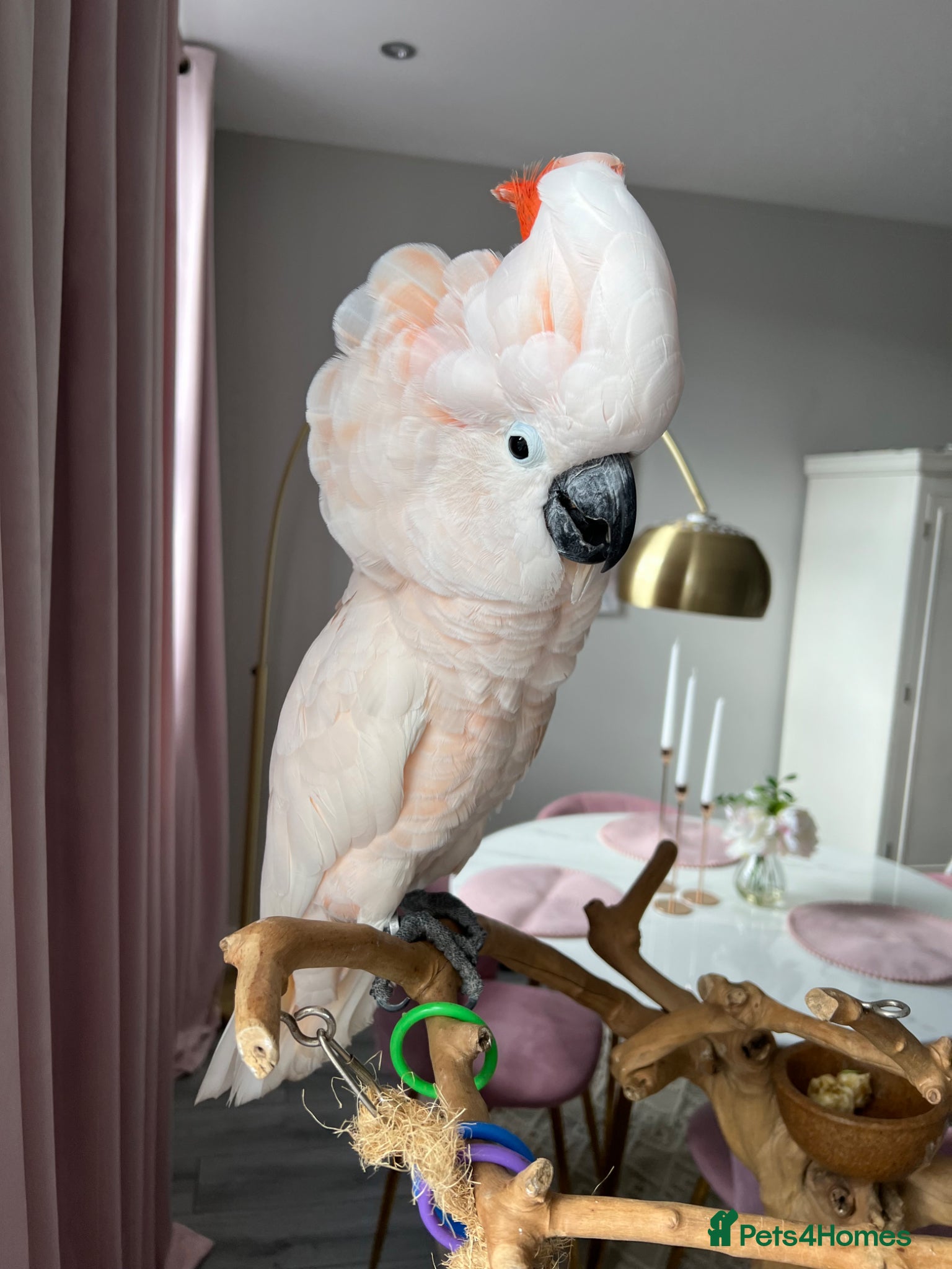 Cockatoo birds cockatoo moluccensis very rare that loves kids - Advert 1
