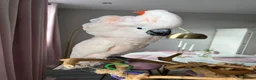 Cockatoo birds for sale: cockatoo moluccensis very rare that loves kids - Advert 1