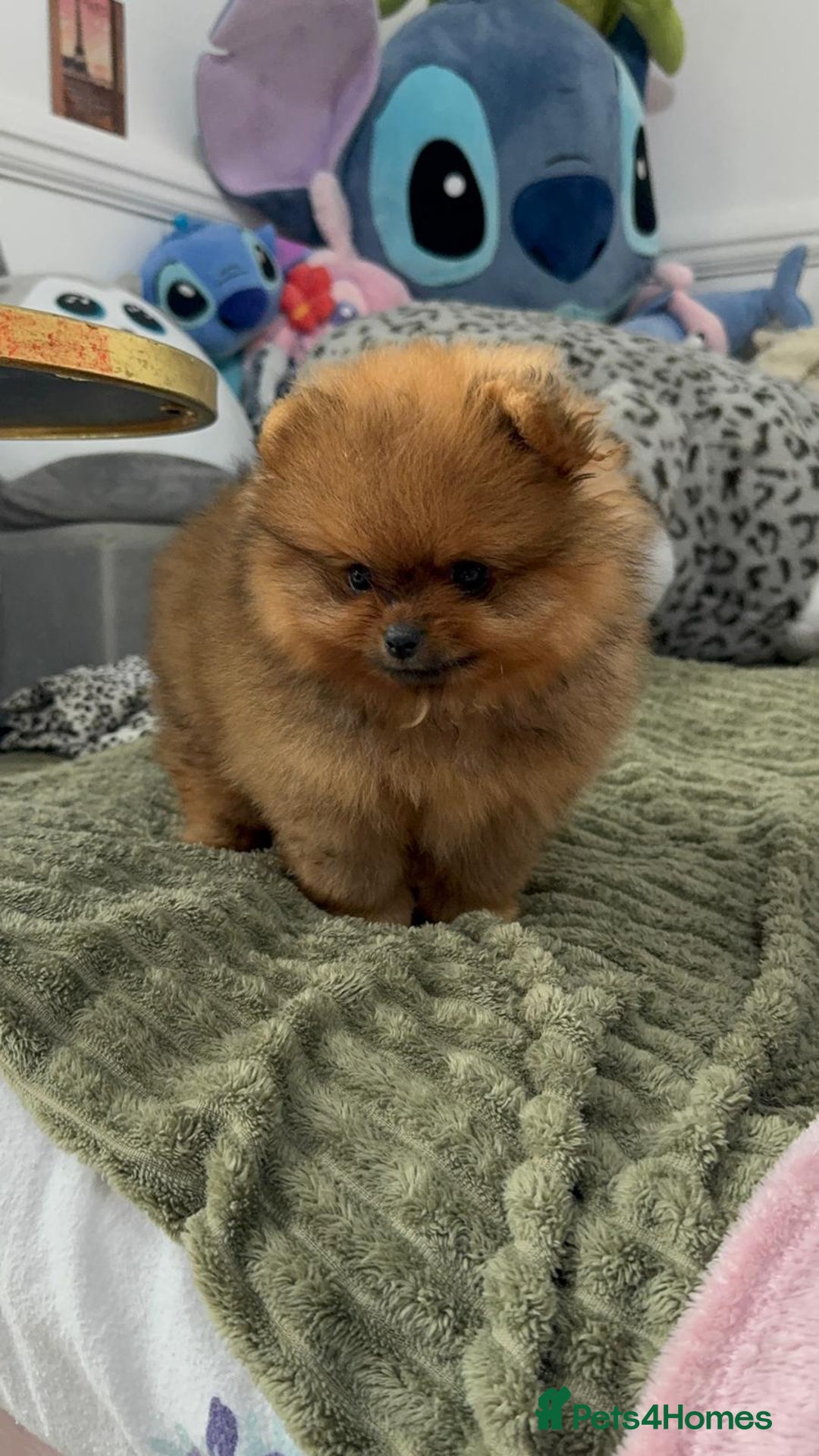 Pomeranian dogs for sale: Luxury puppy for sale - Advert 14