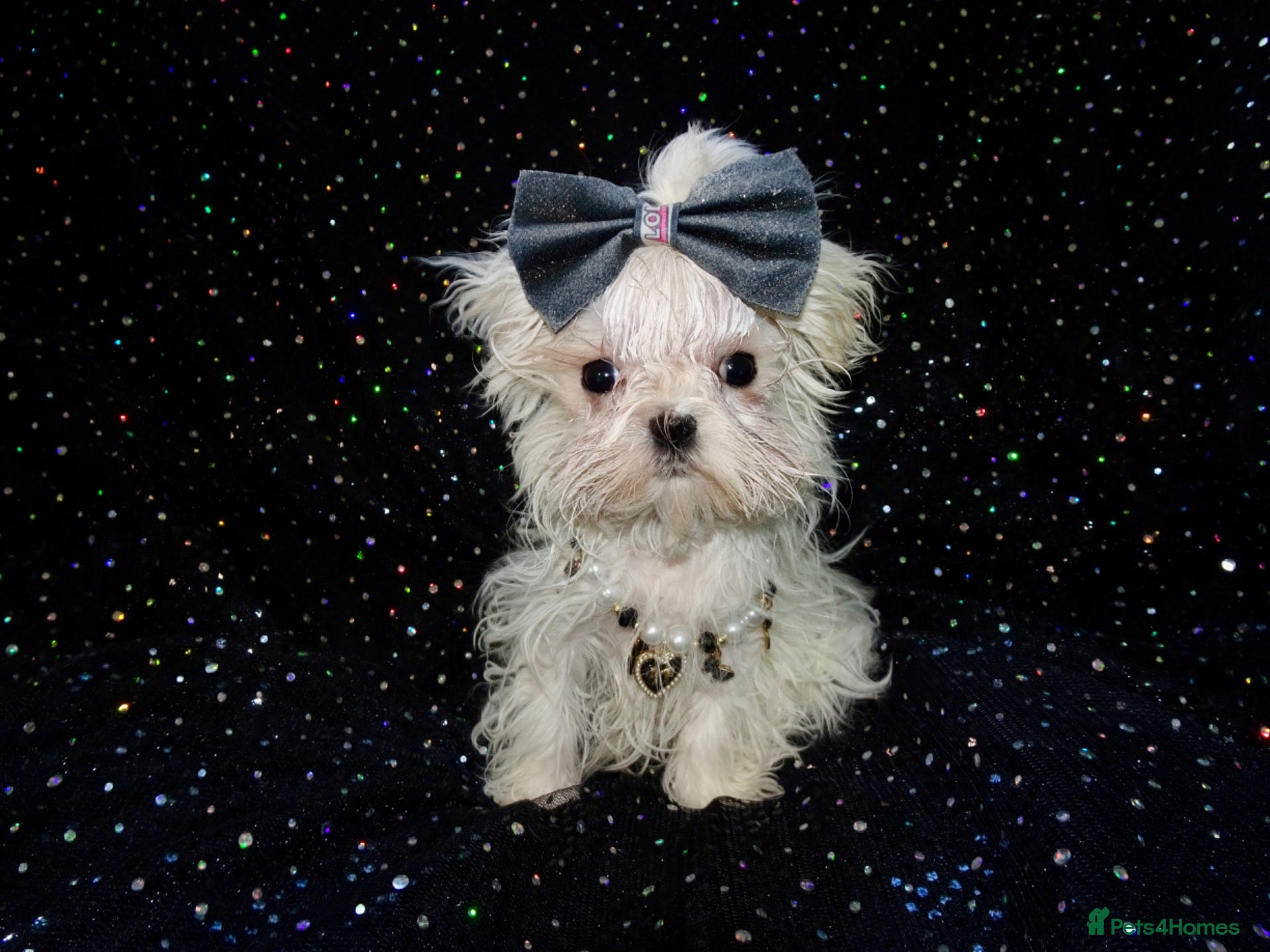 Maltese dogs ****Exquisite KC Registered Maltese Boy Puppy****  - Advert 15