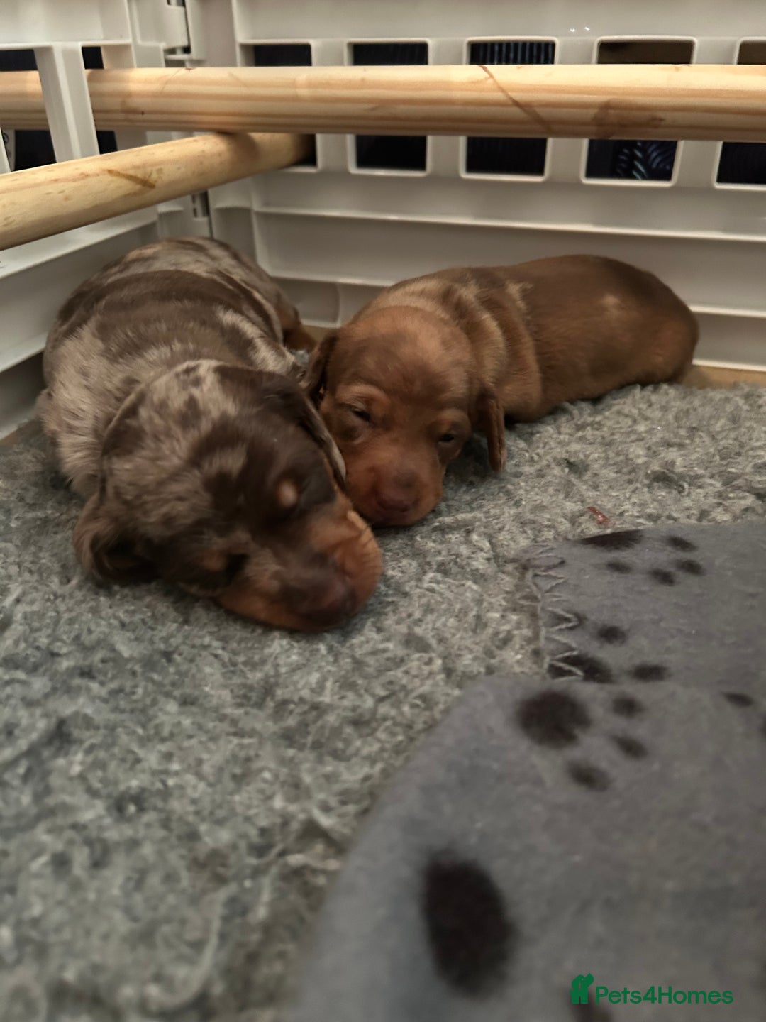 Miniature Dachshund dogs for stud: Black and cream proven gorgeous boy for stud only  - Image 8