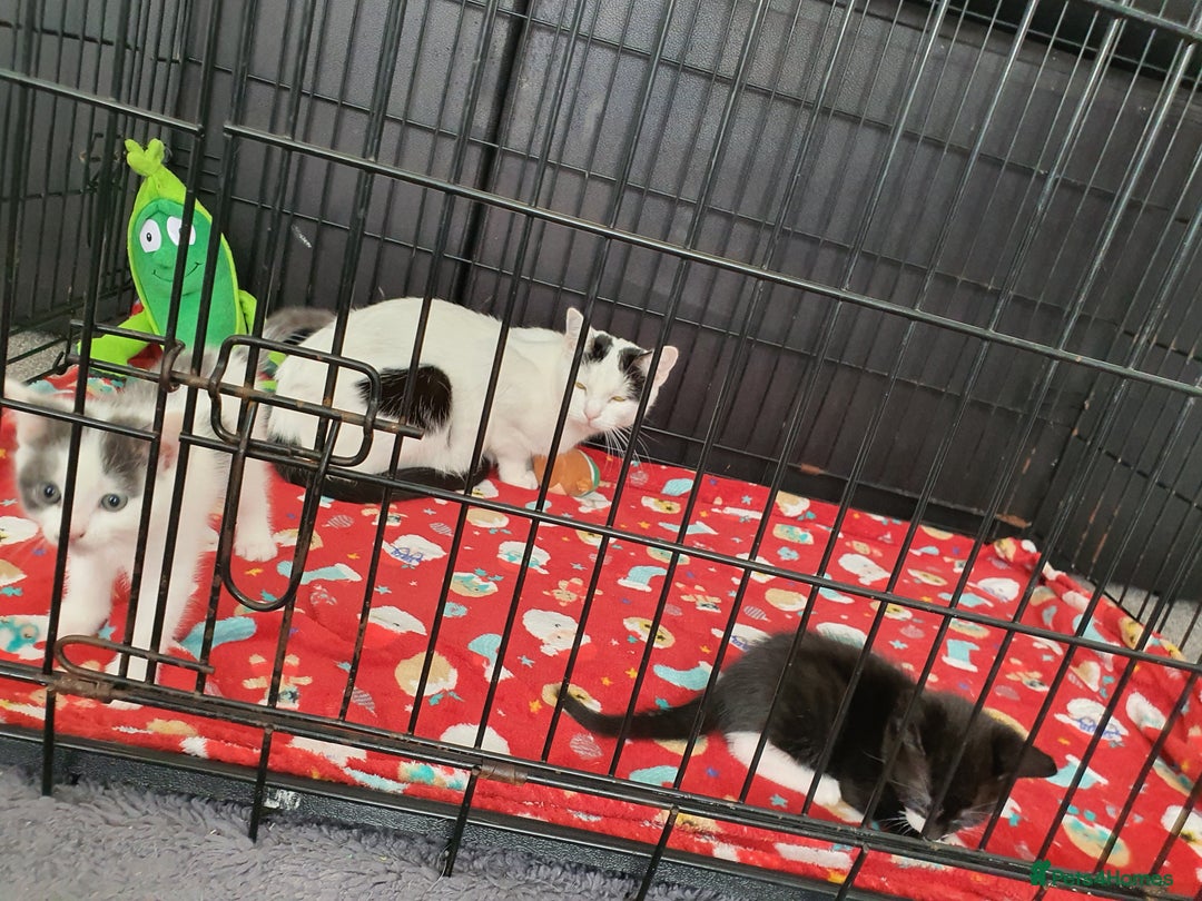Mixed Breed cats for sale: 2 beautiful kittens for sale - Image 5