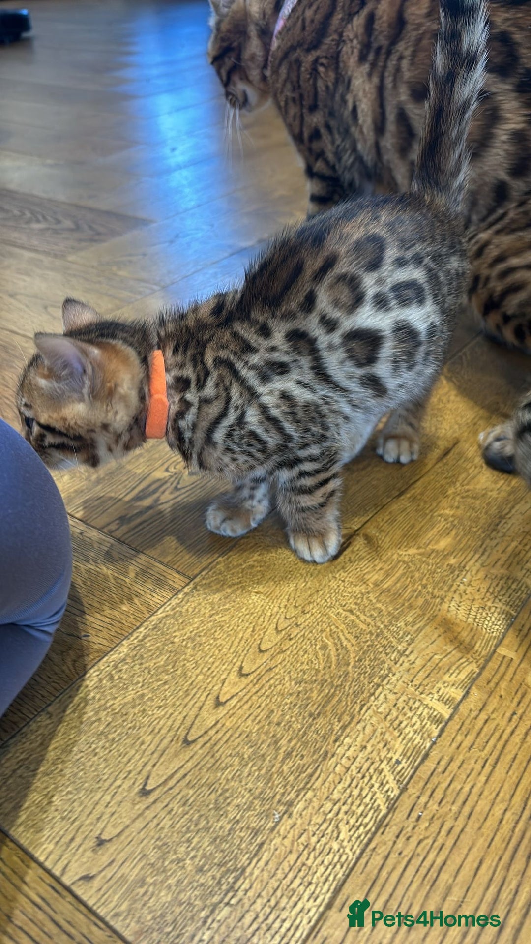 Bengal cats for sale: Bengal kittens  - Advert 9