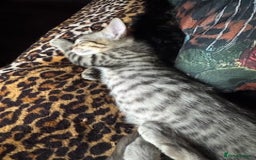 Oriental cats for sale: One Oriental Boy Left Looking for his forever home - Image 16
