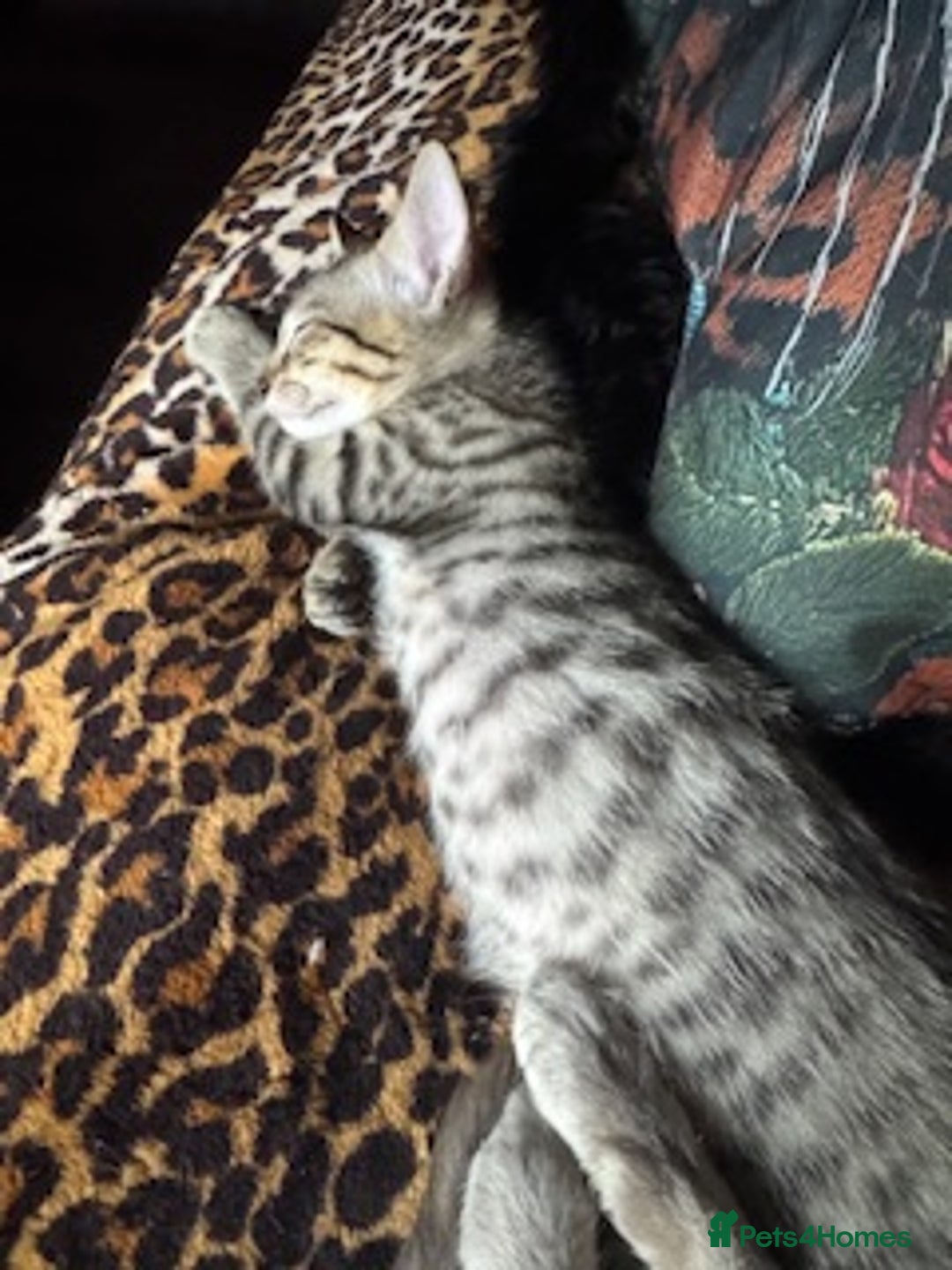 Oriental cats for sale: One Oriental Boy Left Looking for his forever home - Image 16