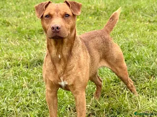 Patterdale Terrier dogs Quality Patterdale Pups - Advert 9